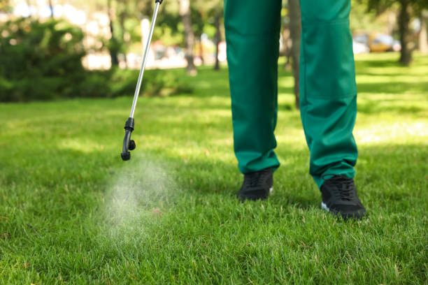 Best Flea Control Services  in Pearland, TX