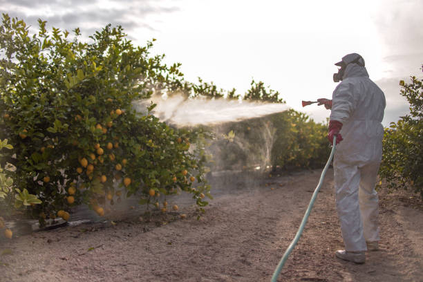 Best Ant Control Services  in Pearland, TX
