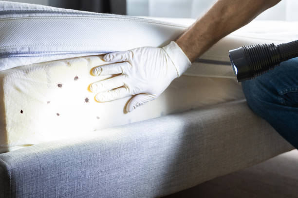 Best Cockroach Control Services  in Pearland, TX