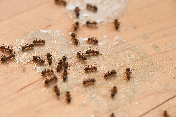 Best Termite Control Services  in Pearland, TX
