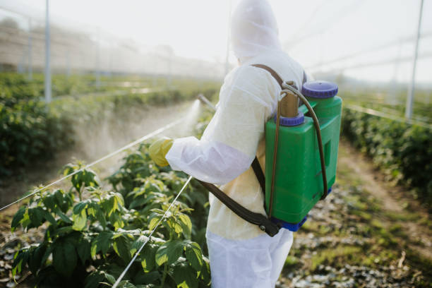 Best Mosquito Control Services  in Pearland, TX